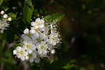 Littlehip hawthorn